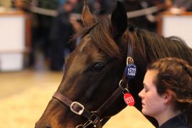 Lot  1533 T D M4083 Tattersalls