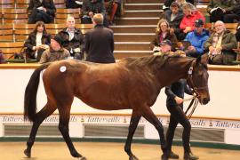 Lot  1533 T D M4048 Tattersalls