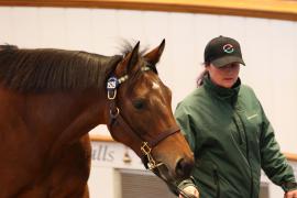 Lot  1528 T D M3989 Tattersalls