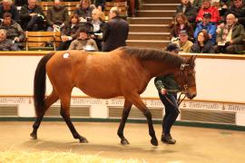 Lot  1528 T D M3684 Tattersalls