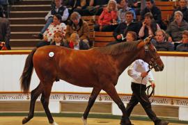 Lot  142 T B K1 4469 Tattersalls