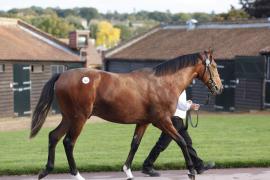 Lot  142 T B K1 4516 Tattersalls