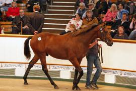 Lot  145 T B K1 4551 Tattersalls