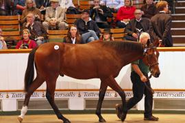 Lot  148 T B K1 4654 Tattersalls