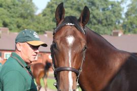 Lot  148 T B K1 V1281 Tattersalls