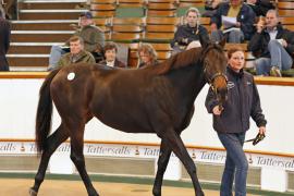 Lot  269 T B K1 1262 Tattersalls