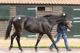 Lot  269 T B K1 1272 Tattersalls