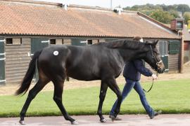 Lot  269 T B K1 1281 Tattersalls