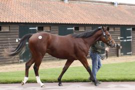 Lot  283 T B K1 1332 Tattersalls