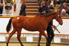 Lot  284 T B K1 1361 Tattersalls