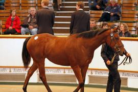 Lot  284 T B K1 1367 Tattersalls