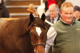 Lot  286 T B K1 1425 Tattersalls