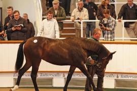 Lot  286 T B K1 1433 Tattersalls