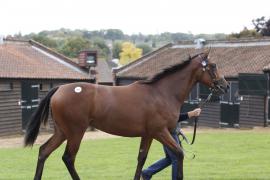 Lot  293 T B K1 1567 Tattersalls