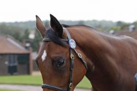 Lot  293 T B K1 1578 Tattersalls