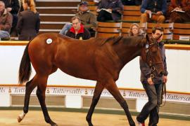 Lot  297 T B K1 1613 Tattersalls