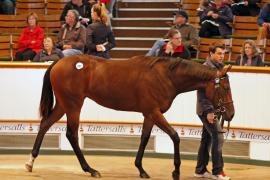 Lot  297 T B K1 1624 Tattersalls