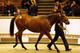 Lot  339 T B K1 1785 Tattersalls