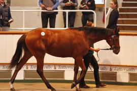 Lot  472 T B K1 1285 Tattersalls