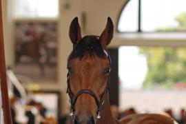 Lot  472 T B K1 1313 Tattersalls