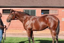 Lot  13 T B11343 Tattersalls