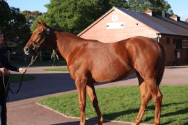 Lot  31 T B12542 Tattersalls