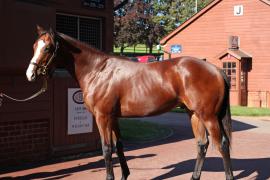 Lot  37 T B11733 Tattersalls