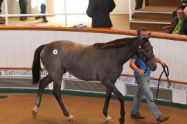 Lot  58 T B1 1117 Tattersalls