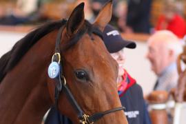 Lot  72 T B1 1229 Tattersalls