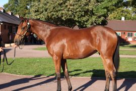 Lot  72 T B12599 Tattersalls