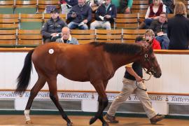 Lot  75 T B1 1265 Tattersalls