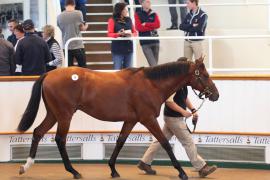 Lot  75 T B1 1276 Tattersalls