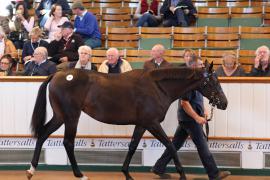 Lot  76 T B1 1341 Tattersalls