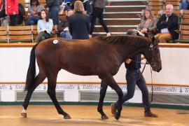 Lot  87 T B1 1598 Tattersalls