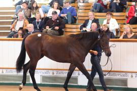 Lot  87 T B1 1629 Tattersalls