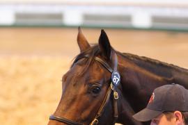 Lot  87 T B1 1631 Tattersalls