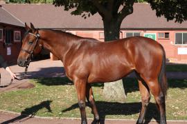 Lot  113 T B11868 Tattersalls