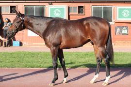 Lot  118 T B11468 Tattersalls