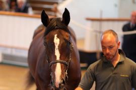 Lot  121 T B1 2114 Tattersalls