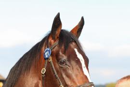 Lot  121 T B1 2165 Tattersalls