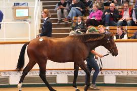 Lot  129 T B1 2182 Tattersalls