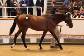 Lot  134 T B1 2216 Tattersalls