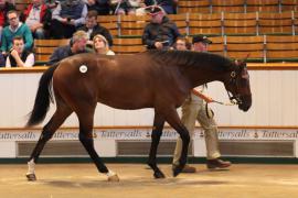 Lot  134 T B1 2221 Tattersalls