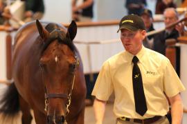 Lot  134 T B1 2254 Tattersalls