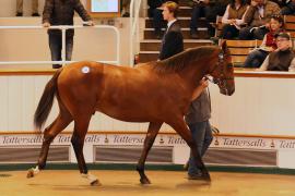 Lot  156 T B1 2396 Tattersalls