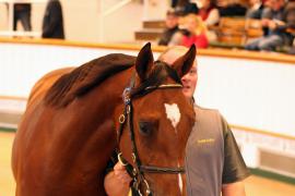 Lot  156 T B1 2438 Tattersalls