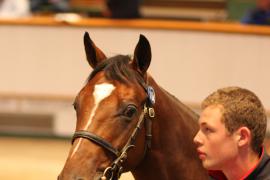 Lot  164 T B1 2453 Tattersalls