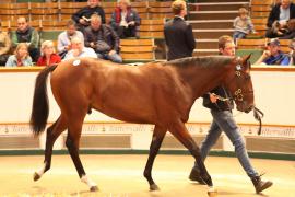 Lot  164 T B1 2476 Tattersalls