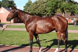 Lot  164 T B12341 Tattersalls