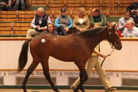 Lot  166 T B1 2516 Tattersalls